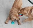 Multifunction Pet Molar Bite Toy with Suction Cup Interactive Dog Rope Toys Self-Playing Rubber Ball Cleaning Teeth Treat Dispensing Ball - Blue