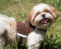 Tough-Boutique Adjustable Fashion Dog Harness And Leash