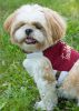 Tough-Boutique Adjustable Fashion Dog Harness And Leash