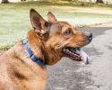 Aero Mesh' 360 Degree Dual Sided Comfortable And Breathable Adjustable Mesh Dog Collar