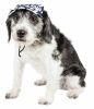 Bone Cappa' Graffiti Sculptured Uv Protectant Adjustable Fashion Dog Hat Cap